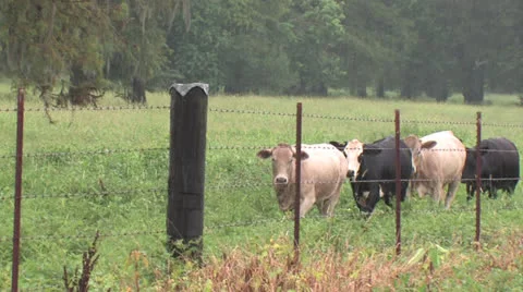 Cows walking fence Video stock 23741395