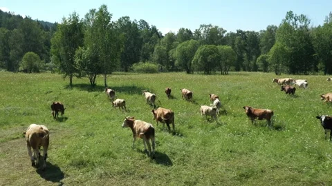 Cows walking in the field. Above view of cows on grazing in summer Vídeo Stock 254349975