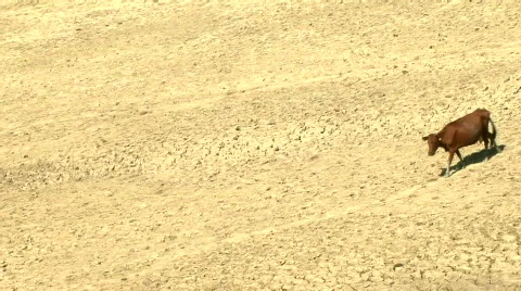 Cows walking on Field Stockbeeldmateriaal 581741