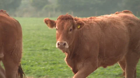 Cows Walking in a Field Stock Footage 47514253