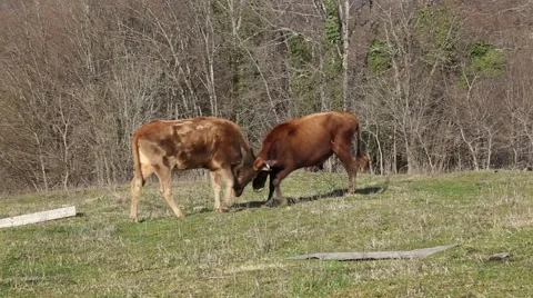 Cows walking in the field Vidéo 47862386