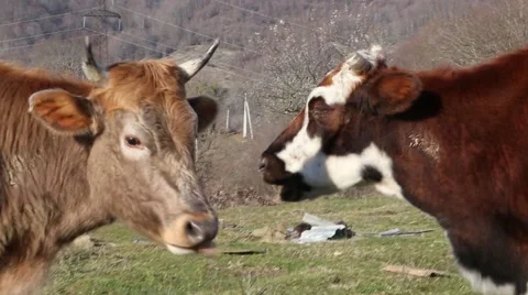 Cows walking in the field Vidéo 47862599