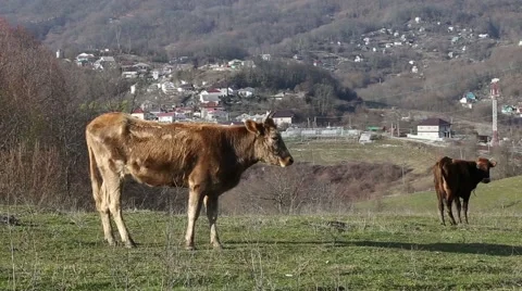 Cows walking in the field Vidéo 47862619