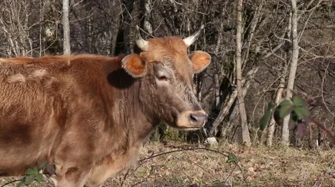 Cows walking in the field Vidéo 47862622