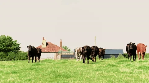 Cows Walking in Field Stock Footage 54778912