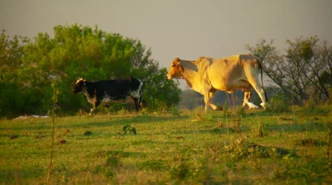 Cows walking on field Stock Footage 57814416