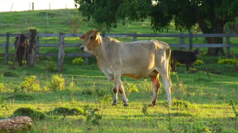 Cows walking on field Stock Footage 57814453