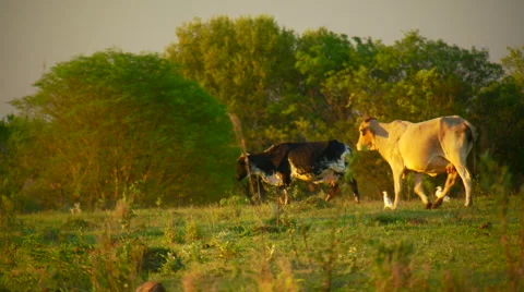 Cows walking on field Video stock 57814573