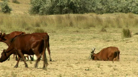 Cows Walking  Stockbeeldmateriaal 582001