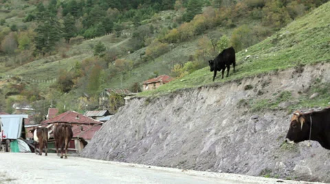 Cows walking Stock Footage 34864414