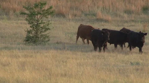 Cows Walking Video stock 36577289