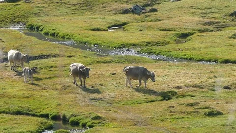 Cows Walking in freedom. Stock Footage 79968770