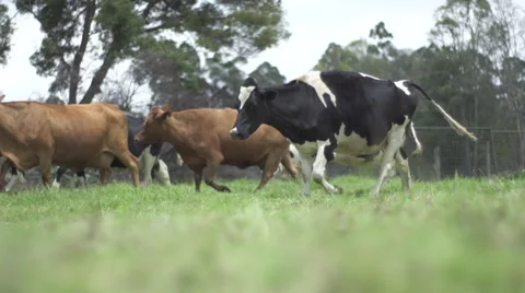 Cows walking grassing dog slow motion Stock Footage 60396938