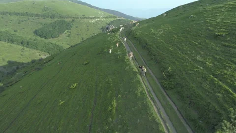 Cows walking on green mountain hills, drone view Stock Footage 156549079