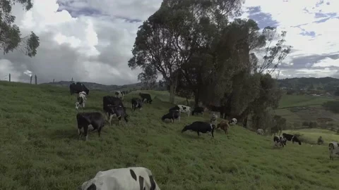 Cows walking in green pastures 動画素材 220365524