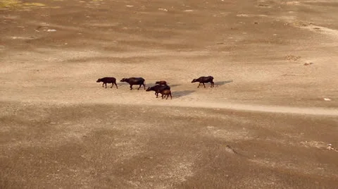 Cows walking on the ground Stock Footage 25663514