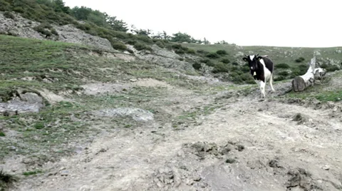 Cows walking on hills Stock Footage 34861818