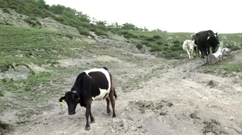 Cows walking on hills Stock Footage 34863516