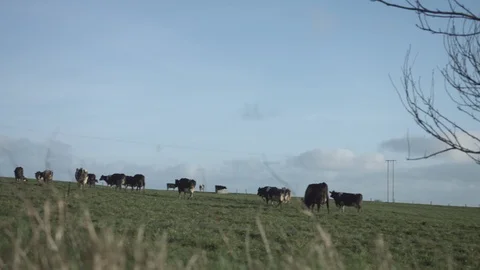 Cows walking home in evening Stock Footage 124259132
