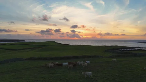 Cows walking home for the evening Stock Footage 301087772
