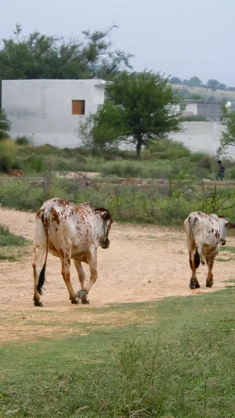 Cows Walking Home At Sunset Along A Rural Village Road - 4k Vertical Footage Stock Footage 340293920