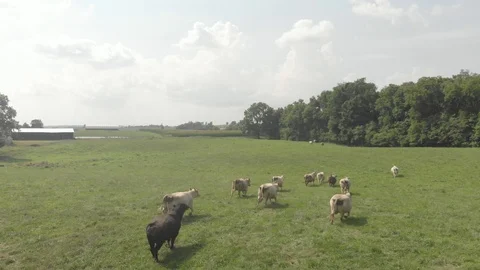 Cows Walking in a Kentucky Field 1 스톡 동영상 97204677