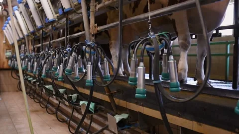 Cows walking into a modern milking parlor, view of automated milking system in Stock Footage 293072774