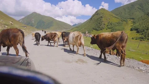 Cows walking on mountain road in ushguli, georgia 库存影片 301402640