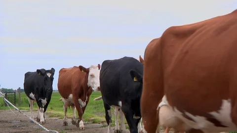 Cows Walking Out To Pastures Stock Footage 109053473