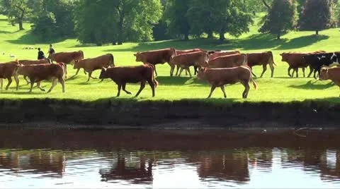 Cows walking past lake Stock Footage 12175979