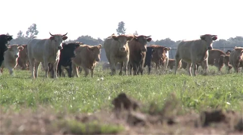 Cows walking on the pasture field Stock Footage 56947988
