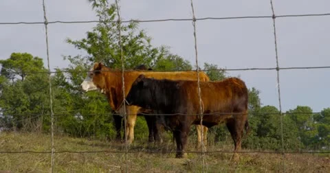 Cows Walking on Ranch 4K Stock-Footage 20494072