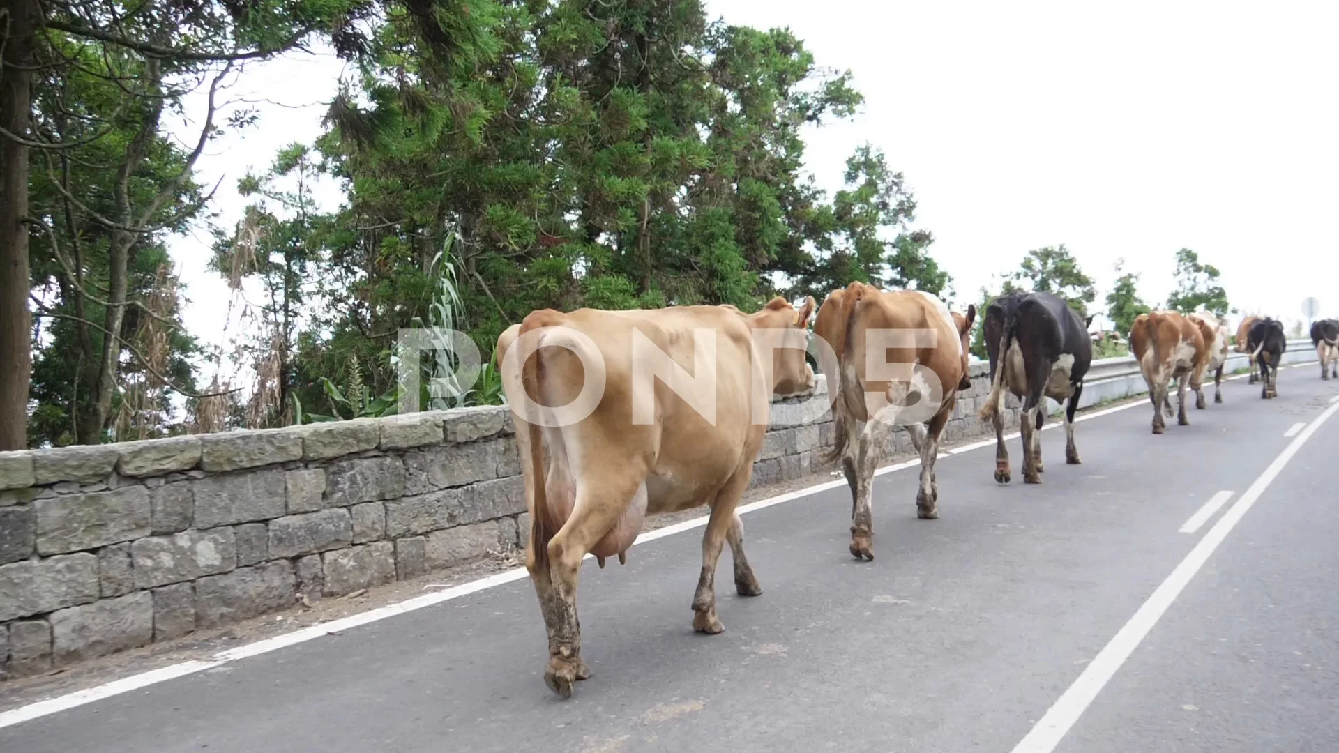 Portogallo on the road con animali