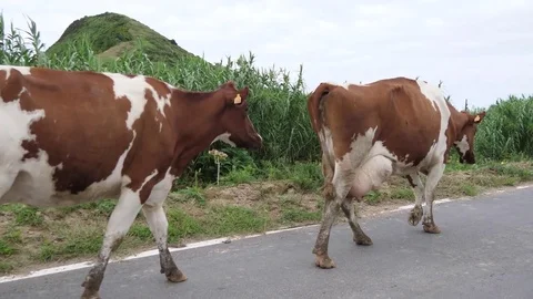 Cows walking on a road in azores portugal slow motion 4k Stock Footage