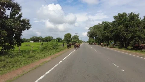 Cows walking on the road Stock Footage 231020938