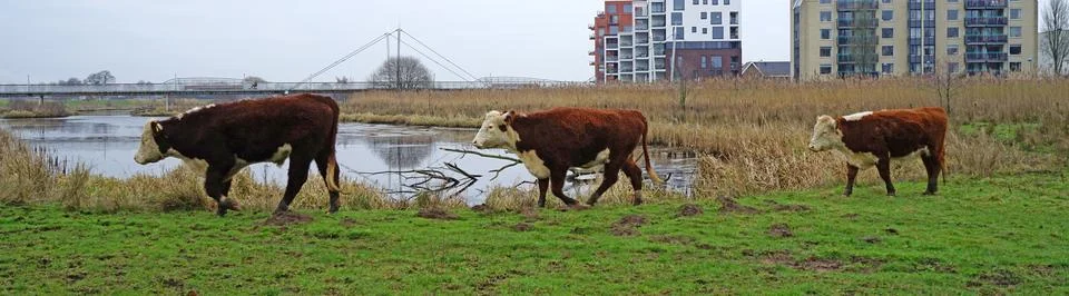 Cows walking in a row Stock Photos