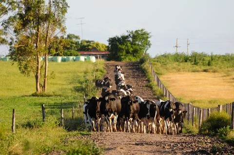 Cows walking on a rural path in lush countryside, San Ramon, Canelones, Urugu Stock Photos