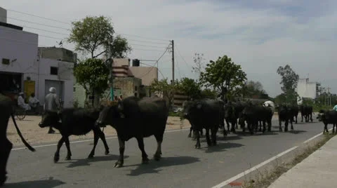 Cows walking by side of road in Punjab India 50fps Stock Footage 22977870