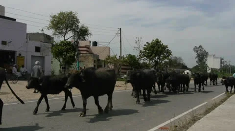 Cows walking by side of road in Punjab India 24fps Vidéo 22978029