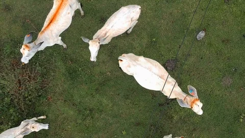 Cows walking, some resting and some grazing in the grassy land Stock Footage 96523893