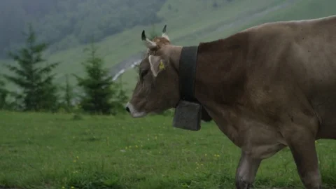 Cows walking on street 库存影片 71591183