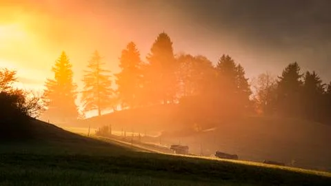 Cows walking to the sunlight Stock Photos