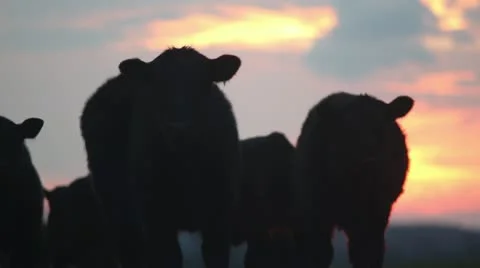 Cows walking at sunset ms 스톡 동영상 18768767