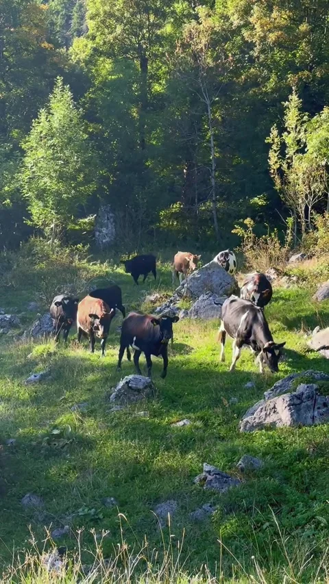 Cows Walking Through Alpine Forest in the Swiss Mountains Stock Footage 324917556