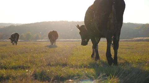 Cows walking through big field with beautiful countryside landscape at backtop Stock-Footage 300436723