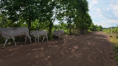 Cows Walking Through Dusty Road in Village Stock Footage 314121650