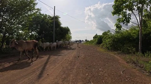 Cows Walking Through Dusty Road in Cambodian Village Stock Footage 314121842