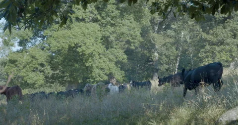Cows walking through grassy field Stock Footage 134493917