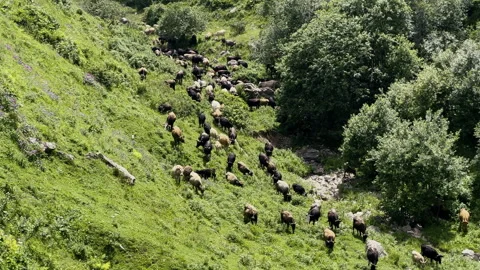 Cows walking through grassy gorge in Caucasus Mountaains, Georgia Stock Footage 264733862