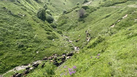 Cows walking through grassy gorge in Caucasus Mountaains, Georgia Stock Footage 264733920